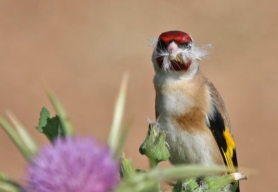 Goldfinch