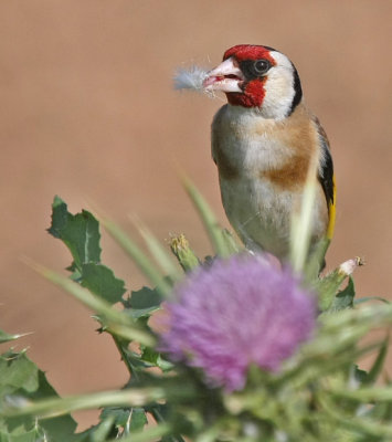 Goldfinch