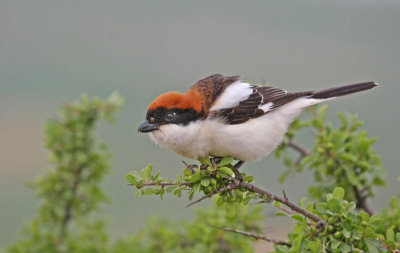 Woodchat Shrike