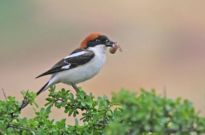 Woodchat Shrike