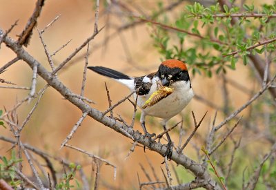 Woodchat Shrike