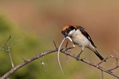 Woodchat Shrike