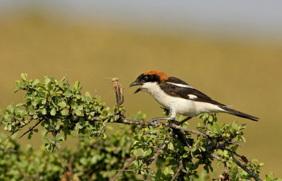 Woodchat Shrike