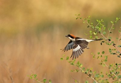 Woodchat Shrike