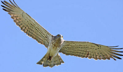 Short Toed Eagle