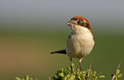 Woodchat Shrike (female)