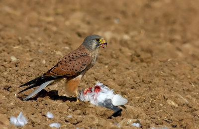 Kestrel and Pigeon