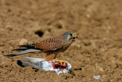 Kestrel and Pigeon