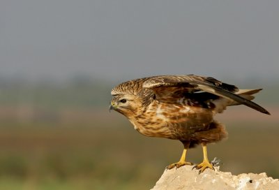 Long Legged Buzzard