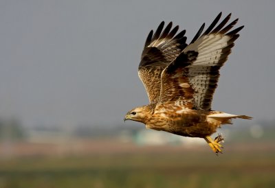 Long Legged Buzzard