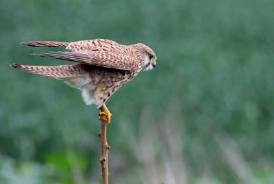 Common Kestrel