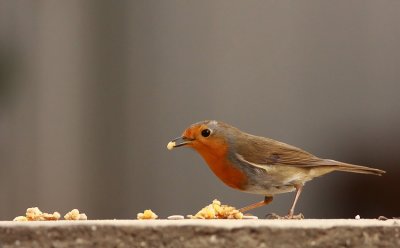 Robin