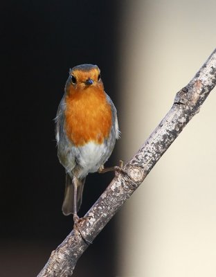 Robin