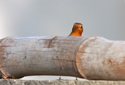 Robin