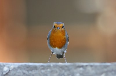 Robin