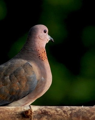 Laughing Dove