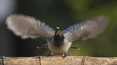 Spectacled Bulbul