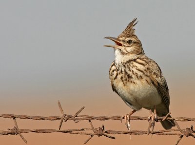 Crested Lark