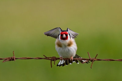 Goldfinch