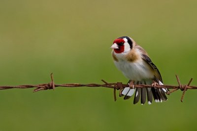 Goldfinch