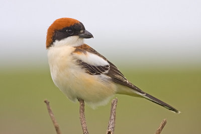 Woodchat Shrike