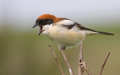 Woodchat Shrike