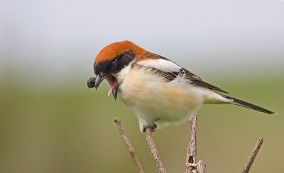 Woodchat Shrike