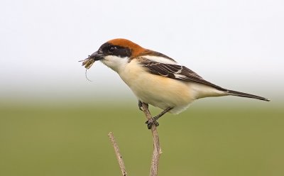 Woodchat Shrike