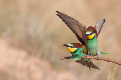 Bee eaters