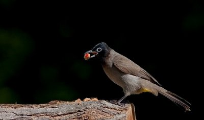 Spectacled Bulbul