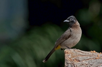 Spectacled Bulbul