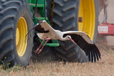 White Stork and green John Deer