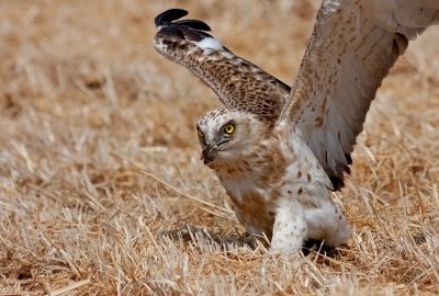 Short Toed Eagle