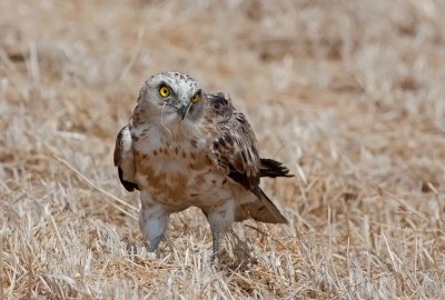 Short Toed Eagle