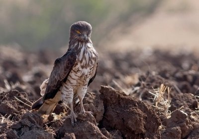 Short Toed Eagle