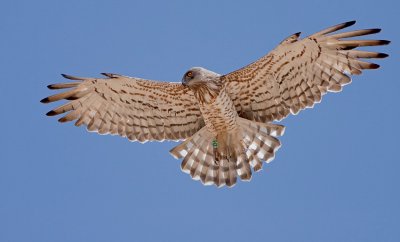 Short Toed Eagle