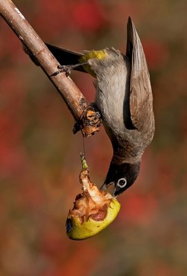 Spectacled Bulbul