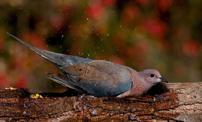Laughing Dove