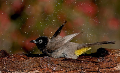 Spectacled Bulbul
