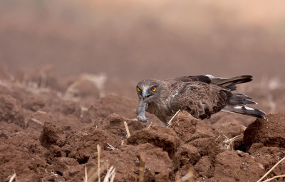 Short Toed Eagle
