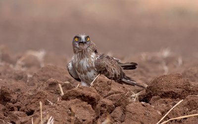 Short Toed Eagle