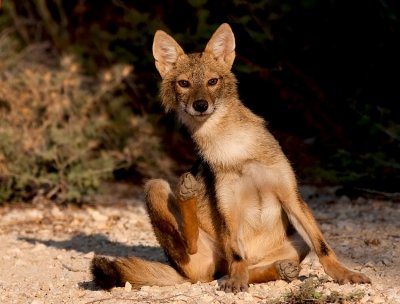 Golden Jackal