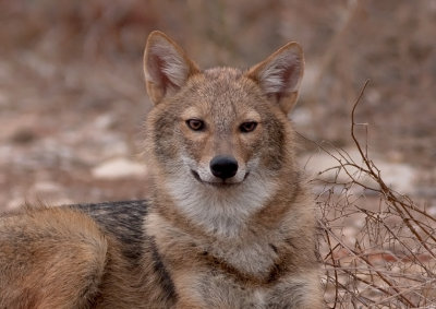 Golden Jackal