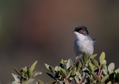 Sardinian Warbler