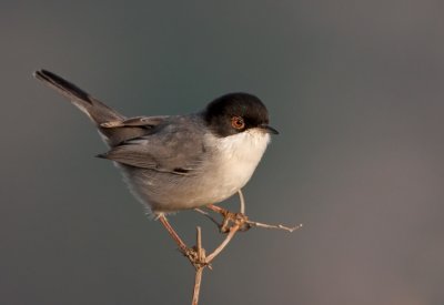 Sardinian Warbler