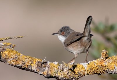 Sardinian Warbler-female