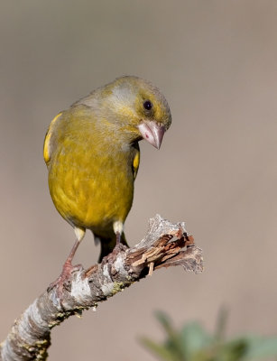 Greenfinch