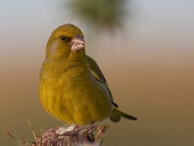 Greenfinch