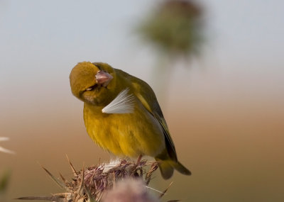 Greenfinch