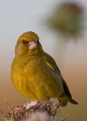 Greenfinch